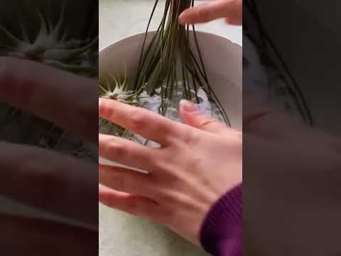 , title : 'How to give water to air plants? Tillandsia care'