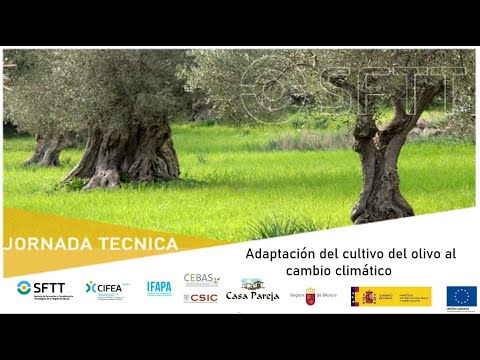 Fotograma del vídeo: Jornada “Adaptación del cultivo del olivo al cambio climático”