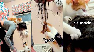 Which Is Funnier: The EPIC dog fail or the cat FEET? 😹 Best Pets of the Week 2026!