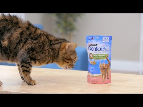 DentaLife Oral Care Cat Treats | Chewy