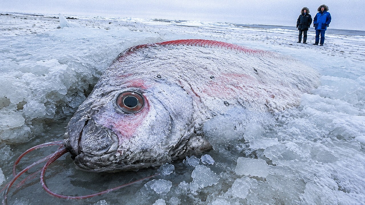 Why Is This Disaster-Predicting Fish Appearing All Over the World?