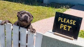 Pit bull waits at fence every day hoping for gentle pats