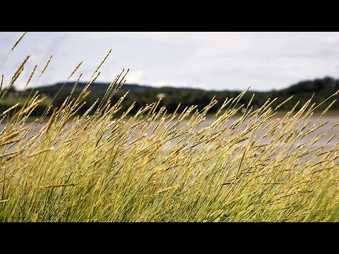 Sound Of Strong BREEZE 2 Hours