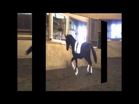 stallion 2015 by Scuderia   Rotspon X / sold!