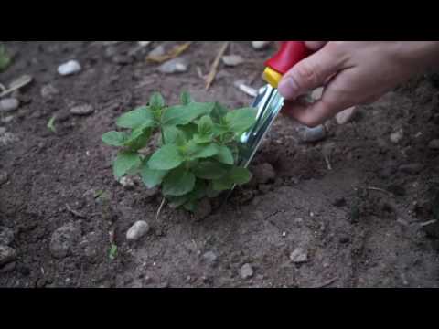 (Test-Idee.de)WOLF Garten Unkrautstecher Test KS 2K