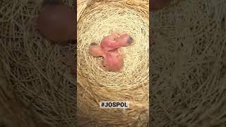 Download lagu Breeding Zosterops #josterops #pcmi #shorts mp3