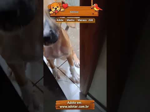 Vídeo de sonso