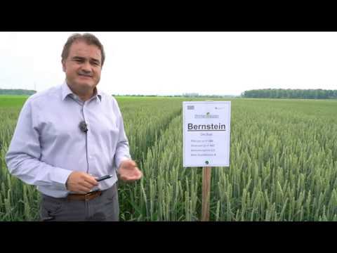 Feldtag Hargelsberg 2020: Weizen Sorten