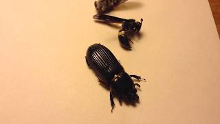 How to Make an Insect Relaxing Chamber: Easiest Method!