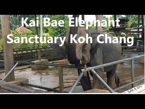 Santuário de Elefantes Tailandês 86 Koh Chang Tailândia