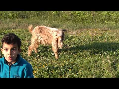 طفل يحاول تكوين صداقة مع جدي