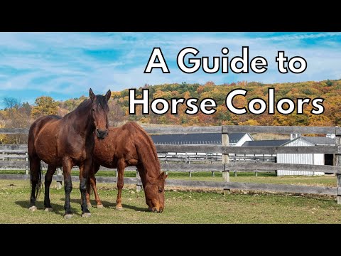 A Guide to Horse Colors
