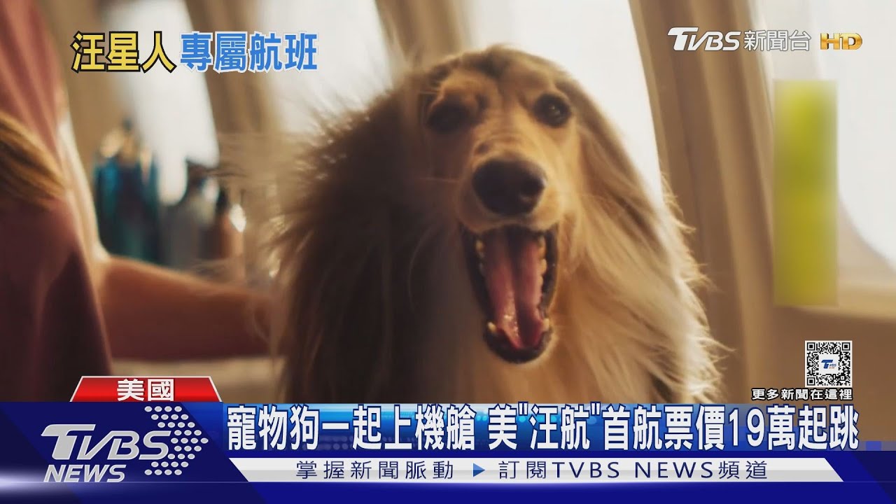 寵物狗一起上機艙 美「汪航」首航票價19萬起跳