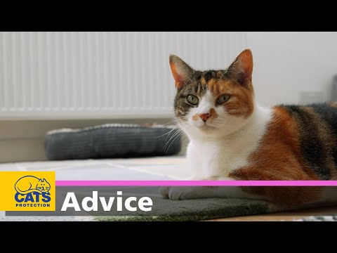Getting your first cat | Cats Protection