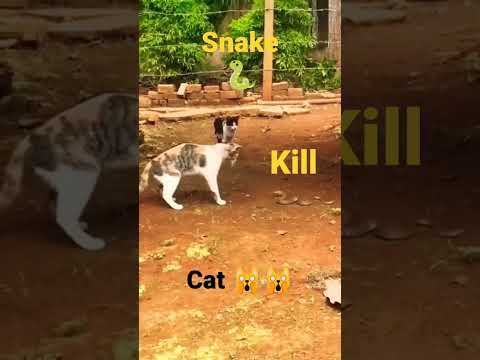 snake  kill cat 😳🐈🐍 # petson #shorts #cat