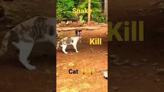 snake  kill cat 😳🐈🐍 # petson #shorts #cat