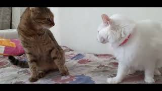 Turkish van cat is angry and fighting silly