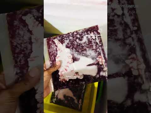 Frozen BloodWorms Available #fish #breeder #breeding #breed #guppy #bettafish #guppyfish #viralvideo