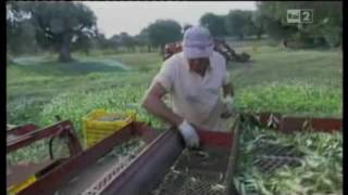 Sereno Variabile a "Masseria Brancati" Rai 2