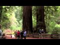 Muir Woods National Monument Tour
