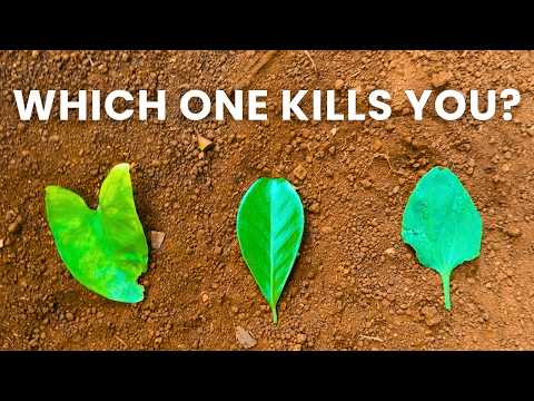 This Universal Foraging Test Can Save Your Life