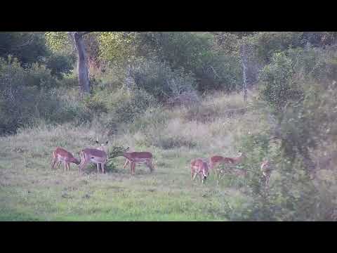 Djuma: Impalas across the dam - 16:33 - 05/20/2023