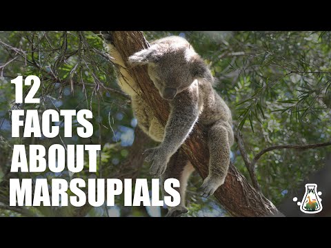 12 Interesting Facts About Marsupials
