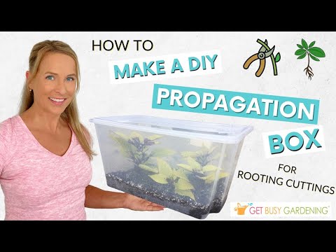 How to Make a DIY Plant Propagation Box for Rooting Cuttings