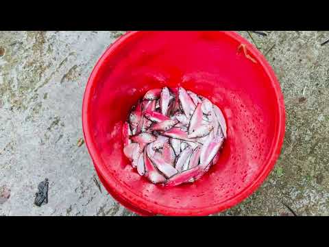 An young caster is catching tasty tiny fish in river canal 🐡