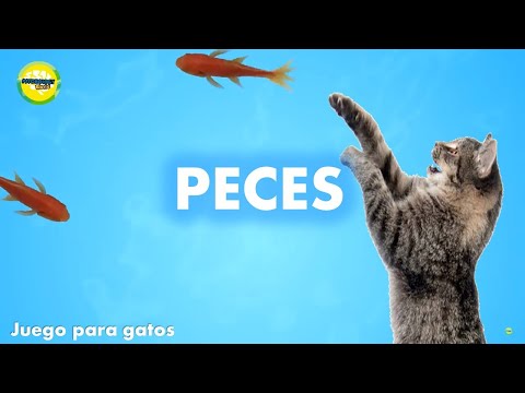 Videos para #gatos | #Peces