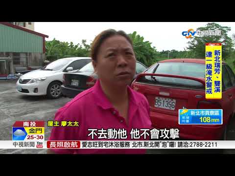 虎頭蜂築巢風水