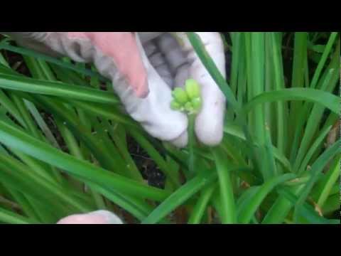 image-How do you get daylilies to flower?