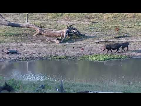 Djuma: Warthogs - 16:46 - 10/09/2022