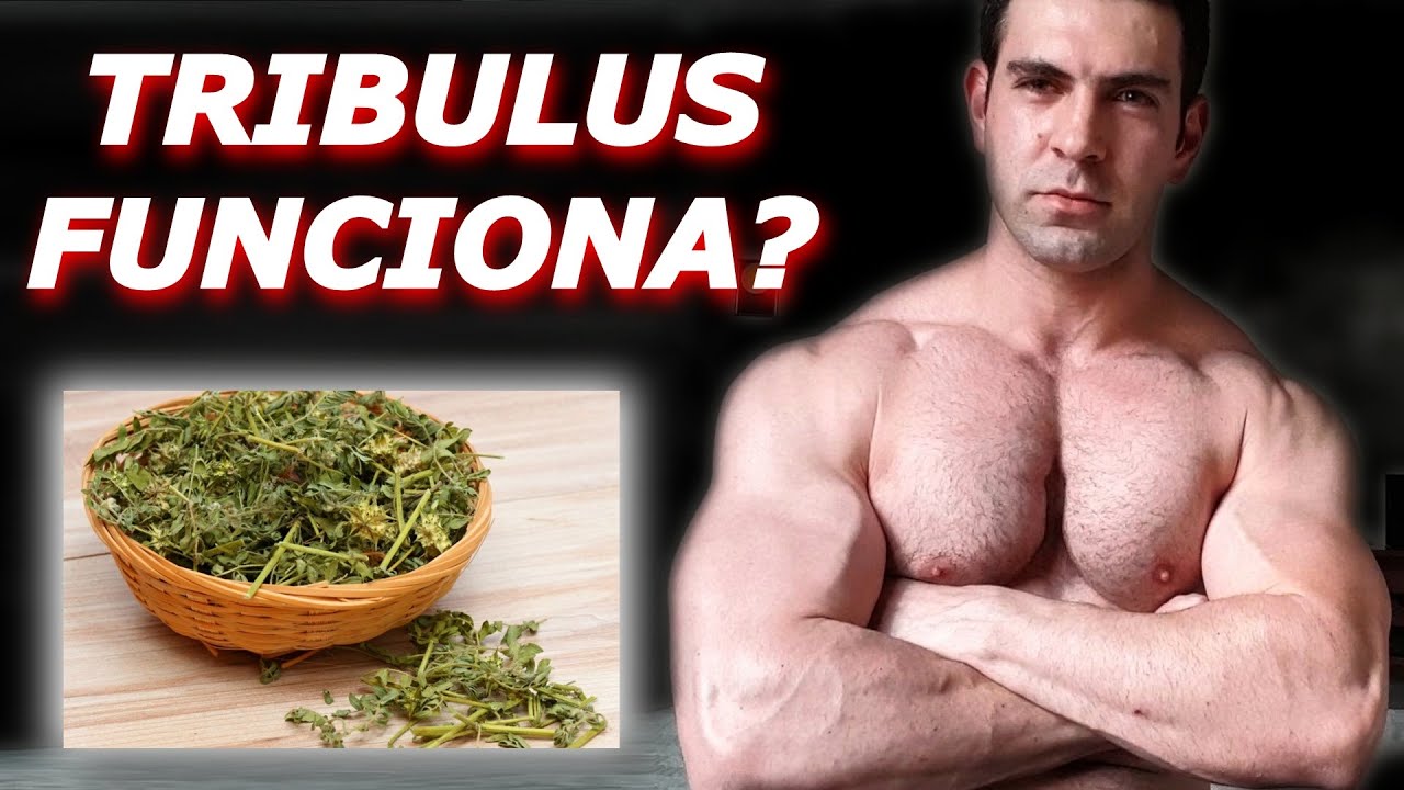 SERÁ QUE TRIBULUS FUNCIONA PARA SUBIR A TESTOSTERONA?