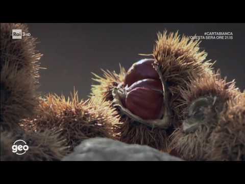 L’ELOGIO DEL CASTAGNO - Geo, Rai3 - 6 novembre 2018