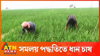 কুষ্টিয়ায় প্রথমবারের মতো সমলয় পদ্ধতিতে ধান চাষ |