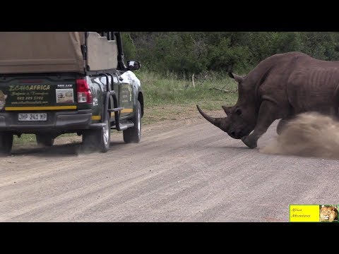 Angry Rhino Bull Charge Cars In Kruger National Park