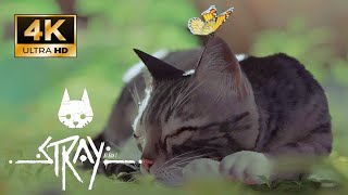 Stray MOD Play as Gray and White Tabby Cat so Cute Paw
