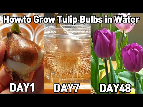 , title : '튤립 수경 재배 48일♥ㅣHow to Grow Tulip Bulbs in Water'