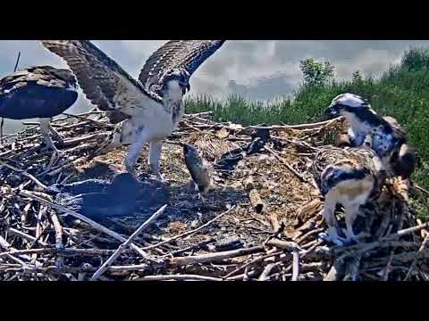2019-07-07 #2 loses hold on a large, live fish! | Boulder County Osprey Cam