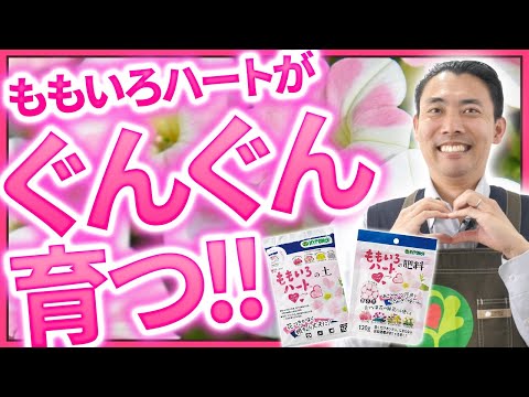 モウズイカのタプサスについて詳しく解説