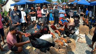 Download lagu SPESIAL Hari Ini Pasar Sangat Ramai Ada Ayam Betina Bangkok Klasik Super Istimewa mp3