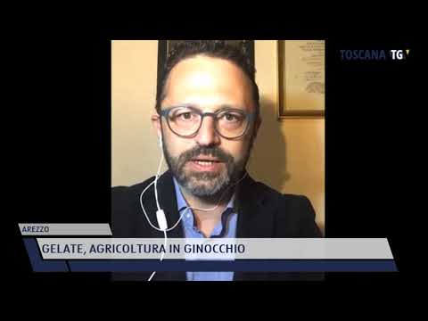 2021-04-16 AREZZO - GELATE, AGRICOLTURA IN GINOCCHIO
