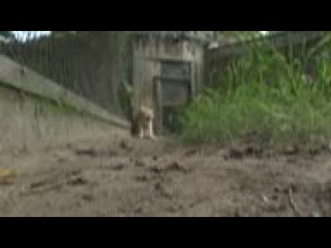 Rare white lions revive Venezuela zoo