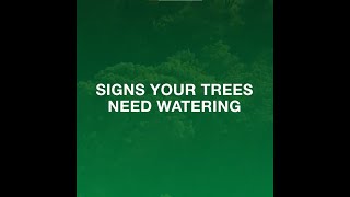 Water Your Trees Where It Counts