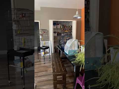 About to go shopping with the birdies! ♥️ #birdybirds #birds #beautiful #parrot #shopping #shop