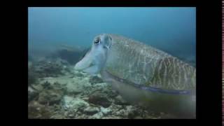 preview picture of video 'Jan's First Scuba Dive in Phuket, Thailand, July 2014'