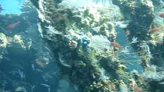 preview picture of video 'Bali Dive Wreck  Diving Bali Indonesia'