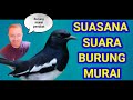 SUARA BURUNG MURAI KAMPUNG SUARA BURUNG MURAI KAMPUNG