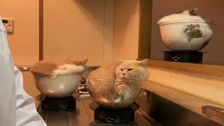 洗い物してる横で回る猫たち #shorts
